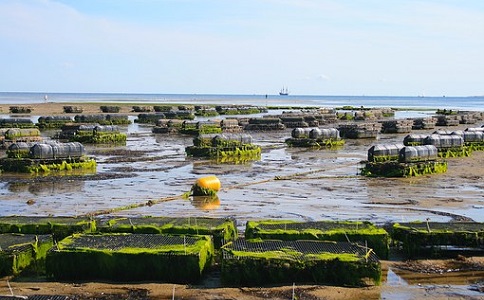 生態(tài)魚肥的優(yōu)勢(shì)與效益