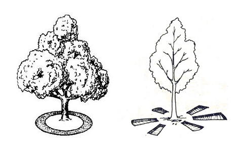 果樹施肥技術(shù)與方法