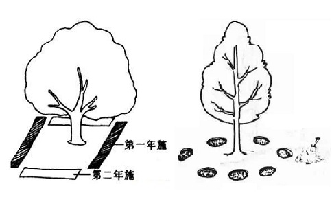 溝狀、穴狀施肥方法